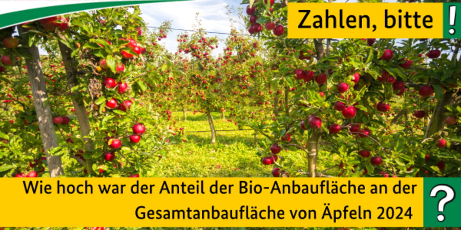 Quiz: Wie hoch war der Anteil der Bio-Anbaufläche an der Gesamtanbaufläche von Äpfeln 2024? Im Hintergrund sind Apfelbäume zu sehen.
