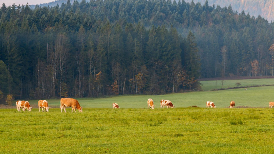 Weidekühe auf einem Feld