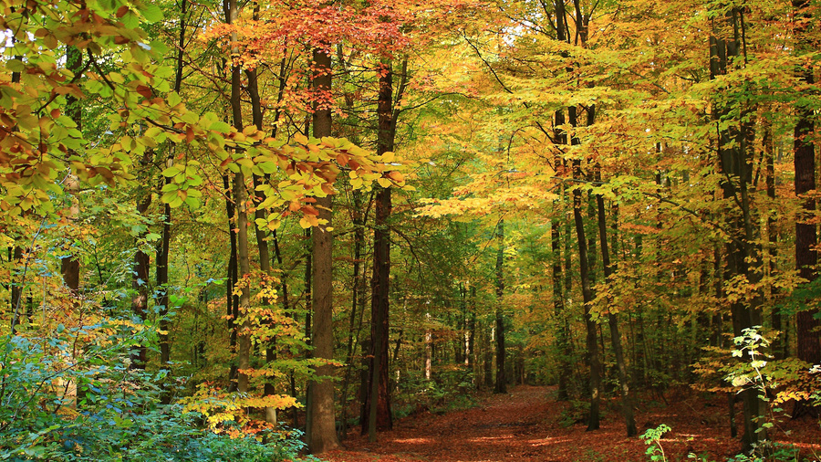 Laubwald Laubwald
