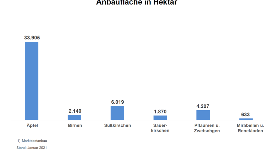 Ein Säulendiagramm veranschaulicht die Anbaufläche vom Marktobstanbau in Deutschland 2020. Äpfel: 33905, Süßkirschen: 6019, Pflaumen und Zwetschgen: 4207, Birnen: 2140 und Mirabellen und Renekloden: 633. Datenstand ist Januar 2021. Als Quelle wird das Statistische Bundesamt aufgeführt.