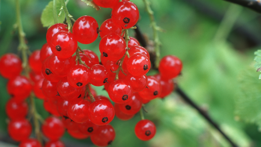 Rote Johannisbeeren am Strauch.