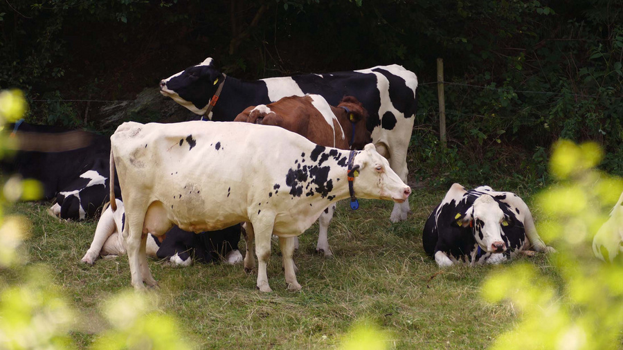 Milchkühe in der Eifel Bild von Milchkühen in der Eifel