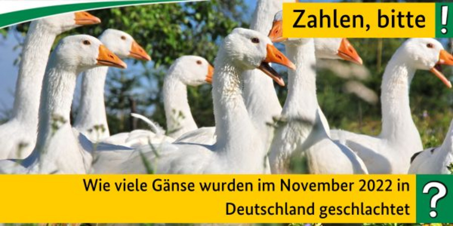 Im Hintergrund sind Gänse zu sehen. Im Vordergrund steht die Frage: Wie viele Gänse wurden im November 2022 in Deutschland geschlachtet?