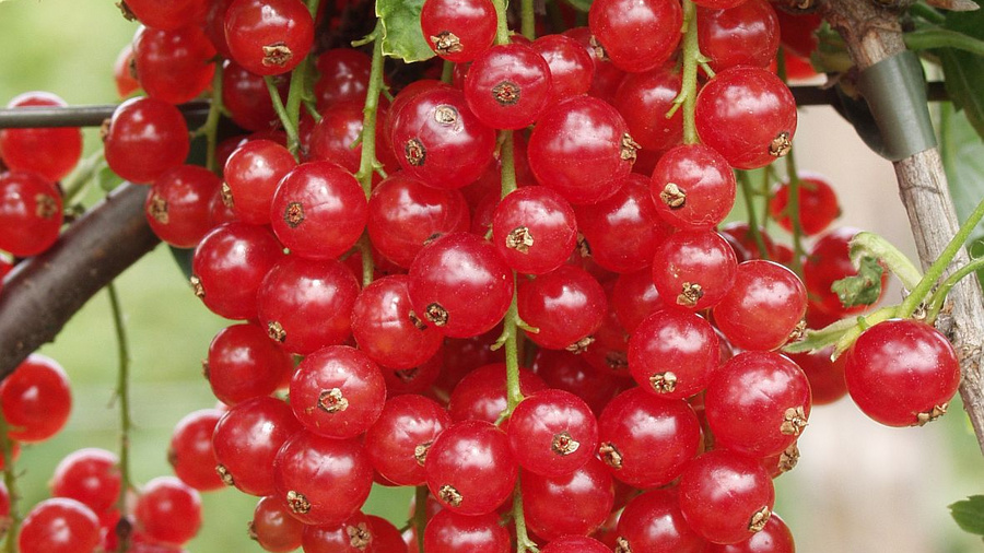 Ein Bild von roten Johannisbeeren