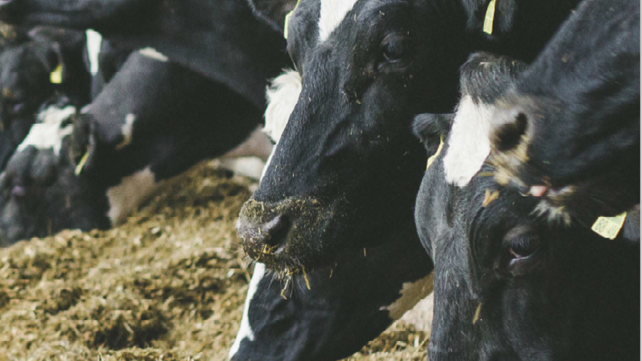 Broschürentitelbild der Broschüre Die wirtschaftliche Lage der landwirtschaftlichen Betriebe 2019/20: Zu sehen: Kühe, die Silage fressen.