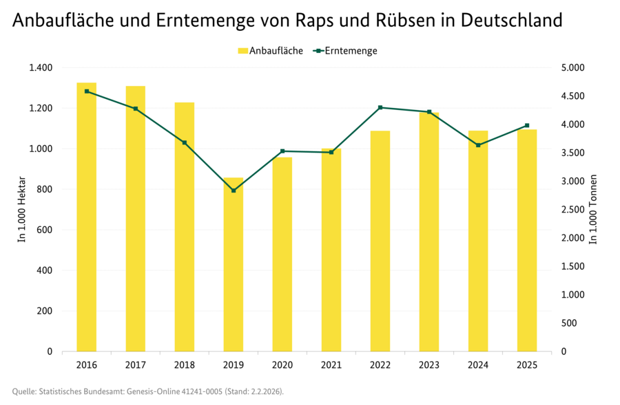 Säulendiagramm: Anbaufläche von Raps und Rübsen in Deutschland. Liniendiagramm: Erntemenge von Raps und Rübsen.