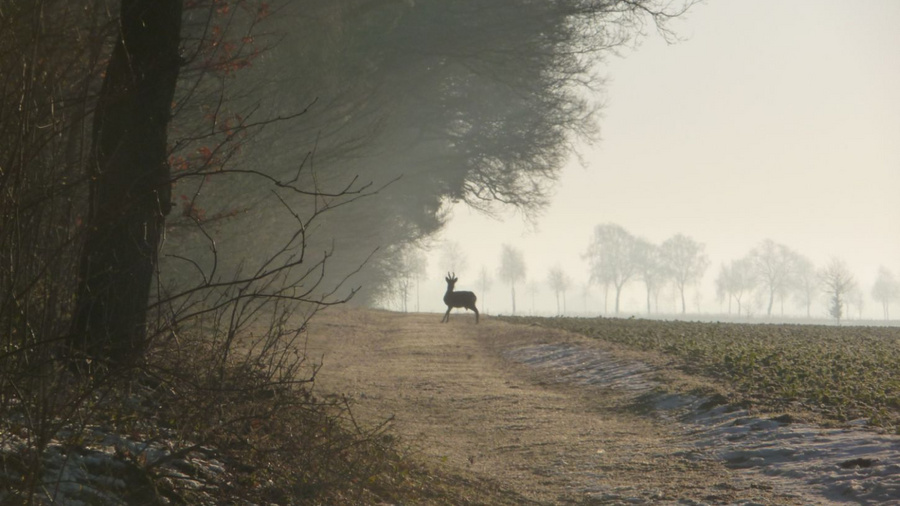 Rehbock an einem Waldrand.
