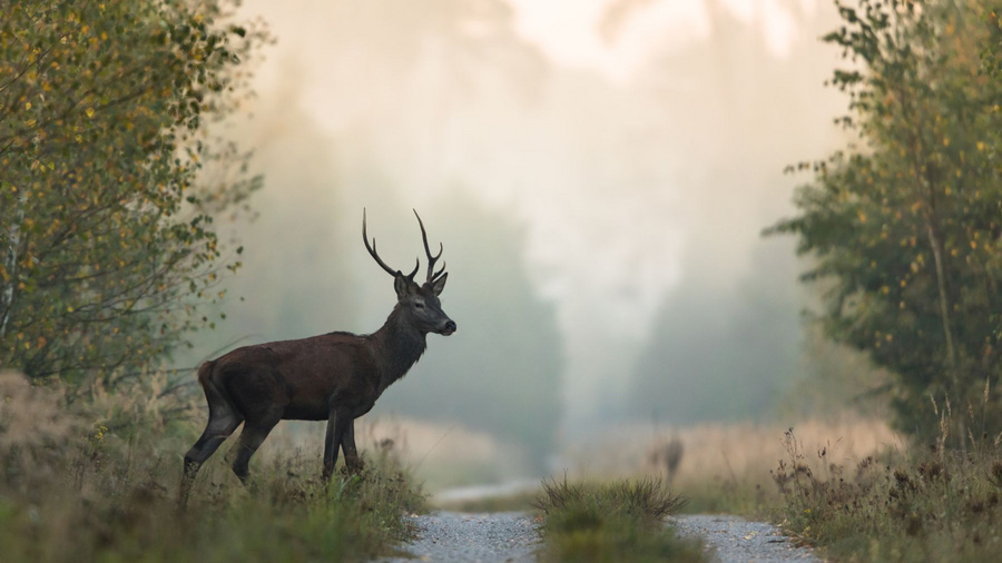 Rothirsch im Wald
