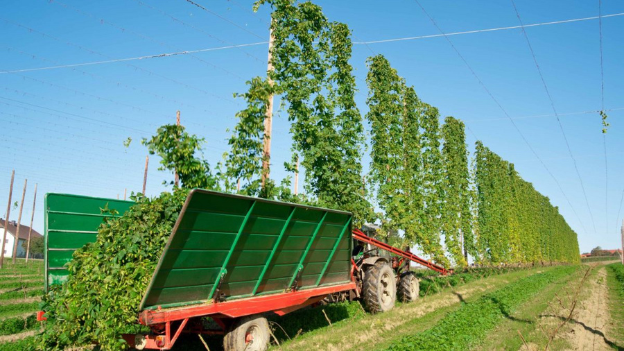 Hopfenernte