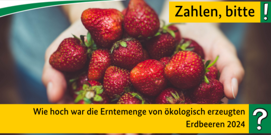 Quiz, Zahlen bitte: Wie hoch war die Erntemenge von ökologisch erzeugten Erdbeeren 2024?