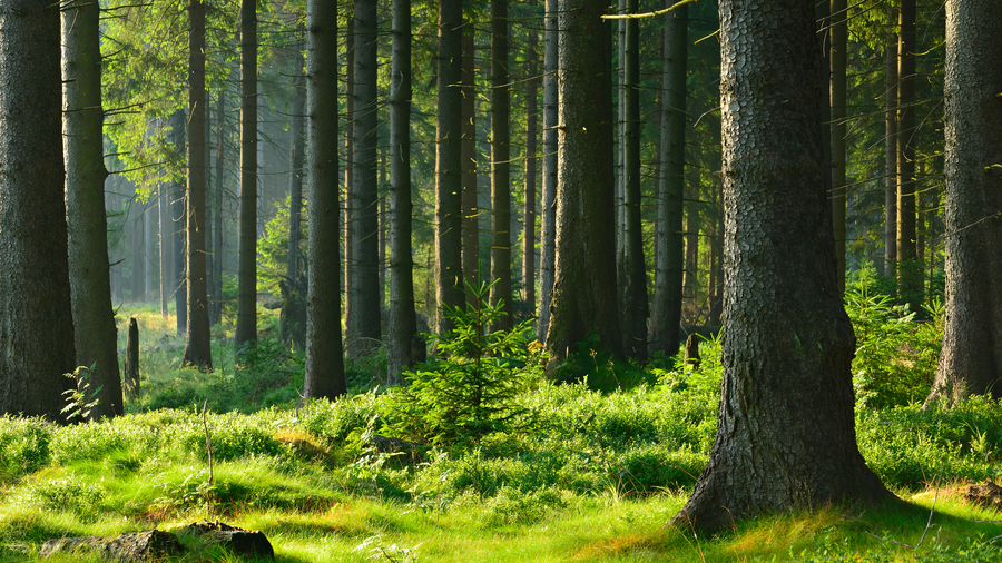 Wald Wald