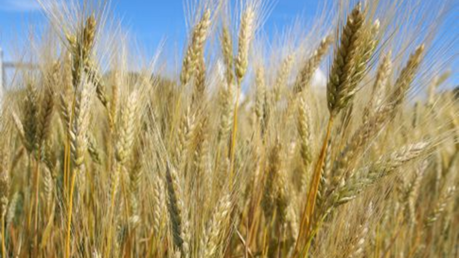 Gerstengrannen vor blauem Himmel