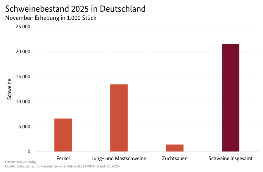 Säulendiagramm: Schweinebestand 2025 in Deutschland (November-Erhebung)